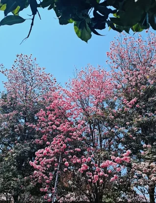 A tree in pink blossom against a blue sky